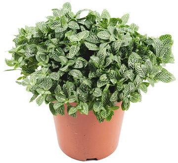 Fittonia Verschaffeltii (mozaiekplant) - P 15 cm