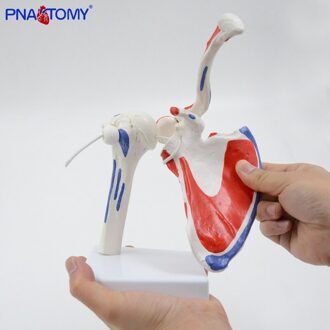 Flexibele En Afneembare Human Schoudergewricht Model Met Spier Geschilderd Medische Onderwijs Tool Anatomisch Apparatuur Levensgrote