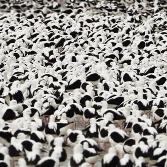 Flood - Stella Donnelly