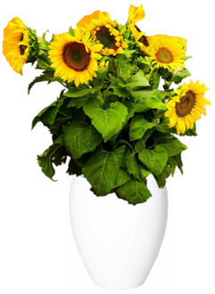 Floran Bloemen vaas - wit - D25 x H28 cm - keramiek - bloemenvaas - bloempot