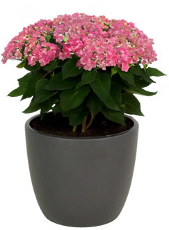 Floran Bloempot - 1x - antraciet grijs - keramiek - 15 x 13 cm