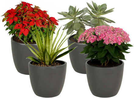 Floran Bloempot - 4x - antraciet grijs - keramiek - 15 x 13 cm