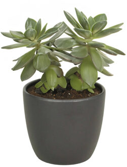 Floran Bloempot mat antraciet grijs keramiek voor kamerplant H9.8 x D12 cm