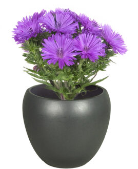 Floran Bloempot Rian - mat antraciet - keramiek - 27 x 24 cm - plantenpotten binnen