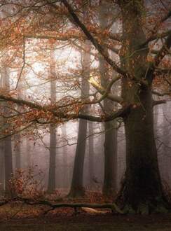 Foggy Autumn Forest Vlies Fotobehang 192x260cm 4-banen