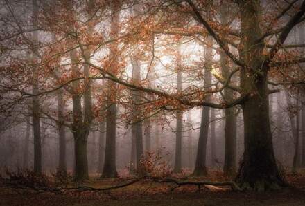 Foggy Autumn Forest Vlies Fotobehang 384x260cm 8-banen