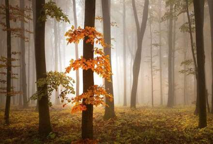 Foggy Autumn Forrest Vlies Fotobehang 384x260cm 8-banen