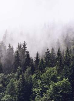 Foggy Forest Vlies Fotobehang 192x260cm 4-banen