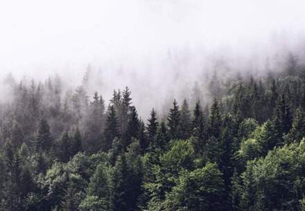 Foggy Forest Vlies Fotobehang 384x260cm 8-banen