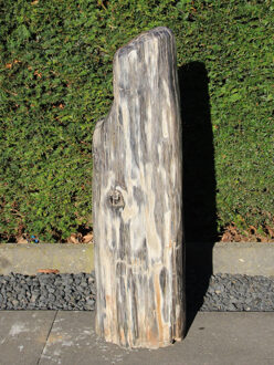Fossiel Hout 250306, 72 cm