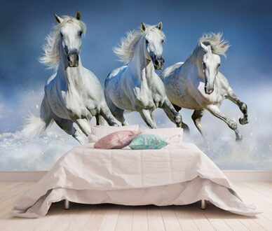 Fotobehang - Arabische paarden - 366 x 254 cm - Multi Multicolor