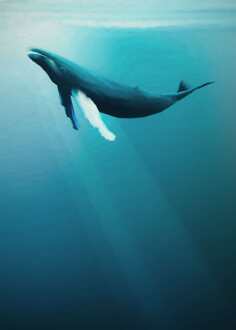 Fotobehang - Artsy Humpback Whale 200x280cm - Vliesbehang Multikleur