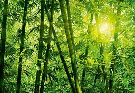 Fotobehang Bamboo Forest (366 X 254 Cm)
