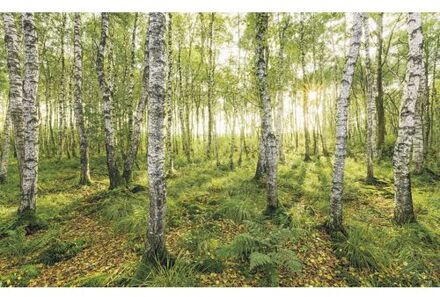 Fotobehang - Birch Trees 400x250cm - Vliesbehang Multikleur