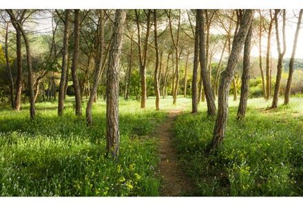 Fotobehang Blutenzauberwald 450x280 cm Multikleur