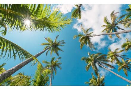 Fotobehang - Coconut Heaven II 450x280cm - Vliesbehang Multikleur