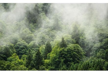 Fotobehang - Forest Land 400x250cm - Vliesbehang Multikleur