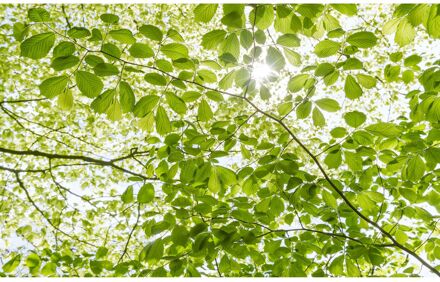 Fotobehang - Im Frühlingswald 450x280cm - Vliesbehang Multikleur