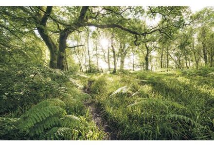 Fotobehang - Mystic Path 400x250cm - Vliesbehang Multikleur