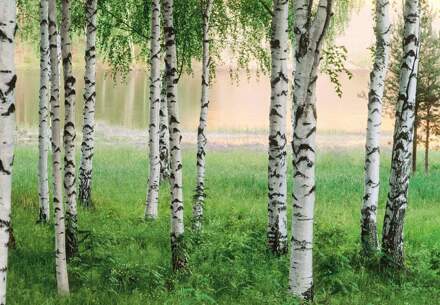 Fotobehang Nordic Forest - 366 x 254 cm - Groen