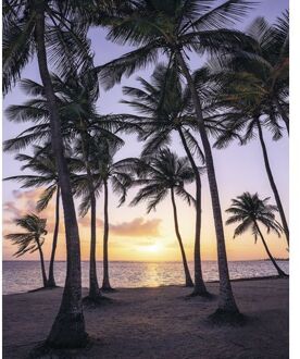 Fotobehang - Palmtrees on Beach 200x250cm - Vliesbehang Multikleur