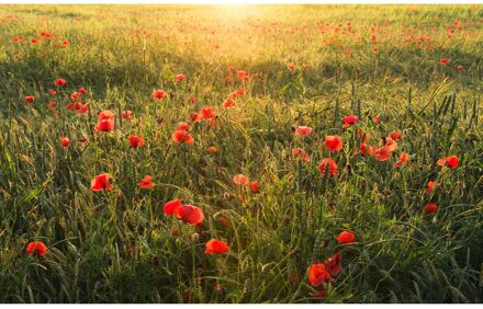 Fotobehang - Poppy World 450x280cm - Vliesbehang Multikleur