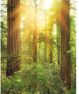 Fotobehang - Redwood 200x250cm - Vliesbehang Multikleur