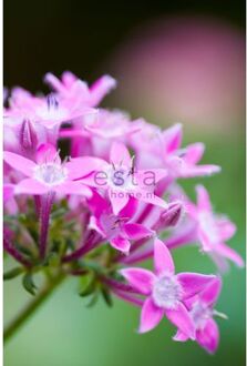 fotobehang star flower roze Blauw