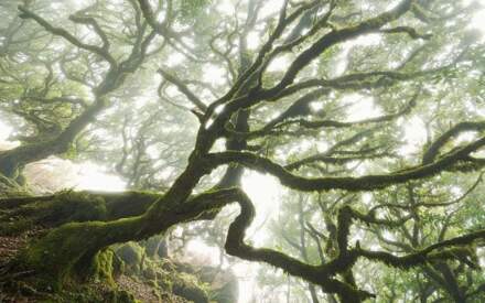 Fotobehang - The Forgotten Forest 400x250cm - Vliesbehang Multikleur