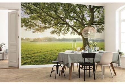 Fotobehang The Magic Tree 450x280 cm Multikleur