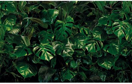 Fotobehang - Tropical Wall 400x250cm - Vliesbehang Multikleur