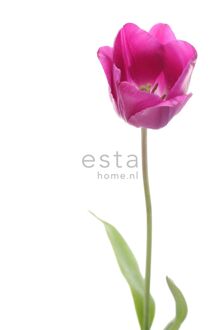 fotobehang tulp roze en groen Blauw