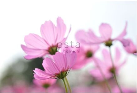 fotobehang veldbloemen roze Blauw