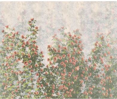 Fotobehang - Wall Roses 300x250cm - Vliesbehang Multikleur