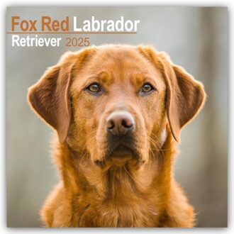 Fox Red Labrador Retriever Calendar 2025 Square Dog Breed Wall Calendar - 16 Month - Browntrout - Avonside Publishing Ltd