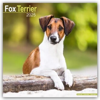 Fox Terrier Calendar 2025 Square Dog Breed Wall Calendar - 16 Month - Browntrout Wandkalender - Avonside Publishing Ltd