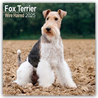 Fox Terrier Wirehaired Calendar 2025 Square Dog Breed Wall Calendar - 16 Month - Browntrout - Avonside Publishing Ltd