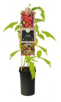 Framboos Rubus Idaeus Autumn Bliss 75 cm klimplant