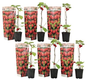 Frambozenplant - Set Van 6 - Frambozenstruik - Pot 9cm - Hoogte 25-40cm