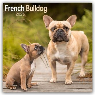 French Bulldog Calendar 2025 Square Dog Breed Wall Calendar - 16 Month - Browntrout Wandkalender - Avonside Publishing Ltd