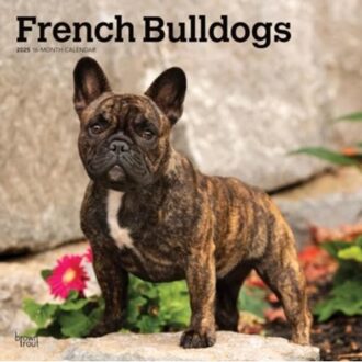 French Bulldogs 2025 12 X 24 Inch Monthly Square Wall Calendar Plastic-Free - Browntrout