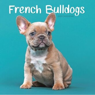 French Bulldogs Square Mini Calendar 2025 - Calendars, Carousel