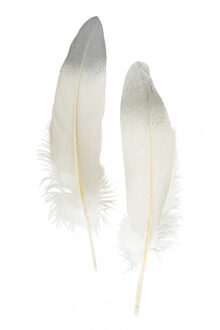 Ganzenveer/sierveer - 10x stuks - wit met zilver - 18-22 cm - decoratie/hobbymateriaal - Verkleedveren