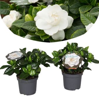 Gardenia Jasminoides - Set Van 2 - Jasmijn - Pot 13cm - Hoogte 20-30cm