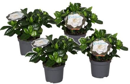 Gardenia Jasminoides - Set Van 4 - Jasmijn - Pot 13cm - Hoogte 20-30cm