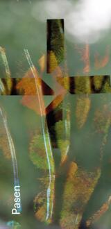 Gebedskaart Pasen 2025 PAKKET 25 ex -  Carine Devogelaere (ISBN: 9789085288497)