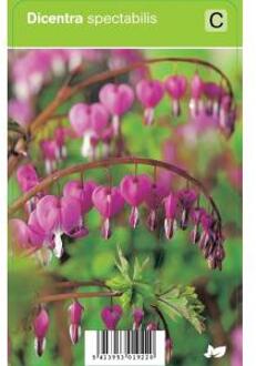 Gebroken hartje (dicentra spectabilis) voorjaarsbloeier - 12 stuks