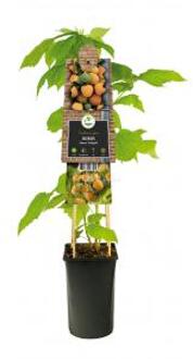 Gele Framboos Rubus Idaeus Fallgold M 75 cm klimplant