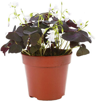 Geluksklaver donker (Oxalis Triangularis) - P 12 cm
