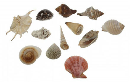 Gerkimex Grote decoratie zee/strand schelpen - set 12x stuks - 8-16 cm formaten mix